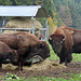 Bisons im Juraparc.