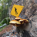 Kunst der Natur.