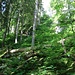 Aufstieg im dichten Wald