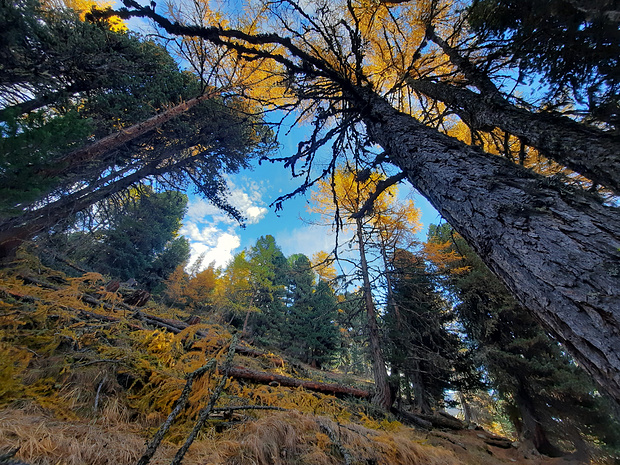Dans la forêt, en dessus de Cottier.