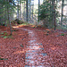 voll ausgebauter Wanderweg durch den Wald