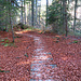 voll ausgebauter Wanderweg durch den Wald