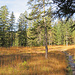 herrliche Herbststimmung 