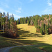 schöne Wald Landschaften
