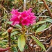 <b>Alla quota di circa 1920 m trovo un rododendro in fiore; per usare una frase dal sapore antico: le stagioni non sono più quelle di una volta!</b>