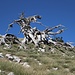 Im oberen Bereich der Maja e Qorres stehen viele tote Bäume.