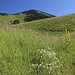 wiesig