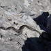 Nach drei Wochen im Balkan sehe ich die erste der viel gefürchteten Schlangen...