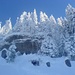 Winterwald beim Aufstieg - <a href="http://www.hikr.org/gallery/photo36499.html?post_id=5078#1">10 Tage sp&auml;ter</a> liegt hier schon fast kein Schnee mehr ...