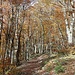 Schöner Herbstwald um den Schwarzen See