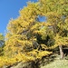 splendido Autunno