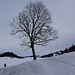 am scherenschnittartigen Baum vorbei - mit noch recht guten Schneeverhältnissen