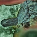 brannerite in geode iragna foto 3mm