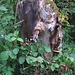 figurativer Baumstammrest