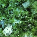 cabasite epidoto vergeletto foto 8 mm