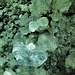 apophillite vergeletto foto 7mm 