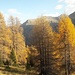 Letztes Lärchengold der Saison?