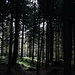 En forêt entre Baldegg et Schwabenberg