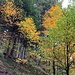 ... länger im prächtigen Herbstwald unterwegs ...
