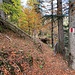 ... zum Austritt aus dem Wald auf 1320 m