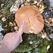 Piacevole sorpresa di fianco al sentiero