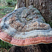 Ein riesiger Baumpilz (ca. 30cm Radius).