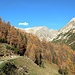 Lärchen vor der Alp Laschadura