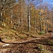 Unlustiger Stangenwald mit Forststraße oder schöner Mischwald mit Herbstfärbung? 