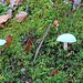 Gefährliche Waldbewohner.
