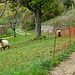 Schafe auf  dem Weg nach Holzen