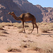 Tag 5 (24.10.) - وادي رم (Wādī Rum):<br /><br />Vierbeiniges Wüstenschiff. Fälschlicherweise wird das einhöckrige Trampeltier oft als Kamel bezeichnet, dabei ist es Dromedar (Camelus dromedarius).