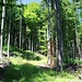 verwachsener Waldweg