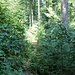 schöner Waldsteig