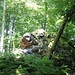 Fels im Wald
