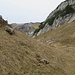 Im Gras sind Pfadspuren von Weidevieh zu erkennen.