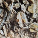 <b>Cristalli di Bertrandite -  Be4Si2O7(OH)2 - parzialmente ricoperti da un deposito bruno. Al centro si nota un cristallo geminato a V di bertrandite giallino, anch'esso con macchie di deposito bruno. Dimensione: 2,5-3 mm. È stato trovato da Carlo Peterposten nel 1980, al Poncione di Fieud, nei pressi del Lago di Fieud, in una fessura del Granito del Rotondo, su un cristallo di quarzo leggermente affumicato, che ne conteneva circa 70. <br />È il terzo ritrovamento di Bertrandite nella regione del Gottardo; il primo risale al 1862 (Gustav Adolf Kenngott), il secondo al 1957 (Peter Indergand).</b>