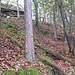 Von der Wilgartaburg steige ich auf einem Pfad weiter auf, der im Herbstlaub kaum wahrnehmbar ist.