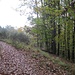 Nach einer Strecke auf einem breiteren Weg zweige ich hier auf einen Stichpfad zu den Drei Felsen ab.
