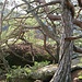 Hier bin ich auf dem westlichen Drei Felsen. Auf die vorderste Plattform könnte man von hier aus auch noch klettern, unter Einbeziehung der Bäume. Aber heute waren die Felsen und die Baum-Äste nass und rutschig vom vorherigen Regen, deshalb musste ich verzichten (sonst wäre es vielleicht UIAA I oder II)