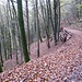 Beim Abstieg von den Drei Felsen Richtung Wellbachtal verpasste ich einen links abzweigenden, wahrscheinlich durch Blätter verdeckten schmalen Pfad, und ging stattdessen hier weglos den Hang hinunter. Im Pfälzerwald mit seinem weitgehend fehlenden Unterholz kann man so etwas machen.