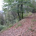 Der Weg hinunter nach Rinnthal ist etwas umständlich: Erst geht man lange auf einem breiten Weg ohne Höhenabbau (im Foto von rechts kommend). Dann zweigt man hier auf einen schmalen Weg ab und geht fast in gleicher Richtung wieder zurück, jetzt aber immerhin abwärts.