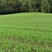 Un campo di grano.