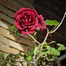 La bellissima rosa della cascina di Brughieretta è ancora fiorita.