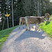 auf dem Lachenweg hinauf zum Kaien hatte es noch ein kleines Hinderniss dazwischen, sie wollten mir einfach nicht aus dem Weg gehen, es brauchte von mir viel überzeugungs Kraft, bis ich weiter fahren konnte.