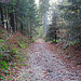 durch den Wald gehts hinunter nach Rorschach