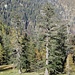 Nella piana sottostante la capanna vi sono delle conifere monumentali