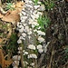 Funghi saprofiti.