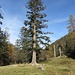 Grande conifera