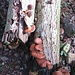 Funghi saprofiti