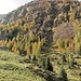 I larici nei pressi della capanna